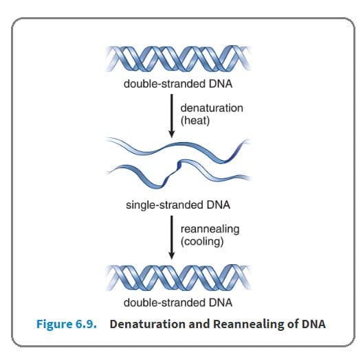 DNA strands can be brought back together, reannealed.