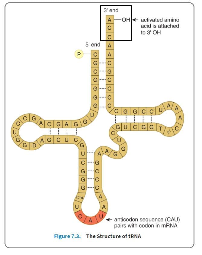 Each tRNA has a CCA nucleotide sequence where the amino acid binds.