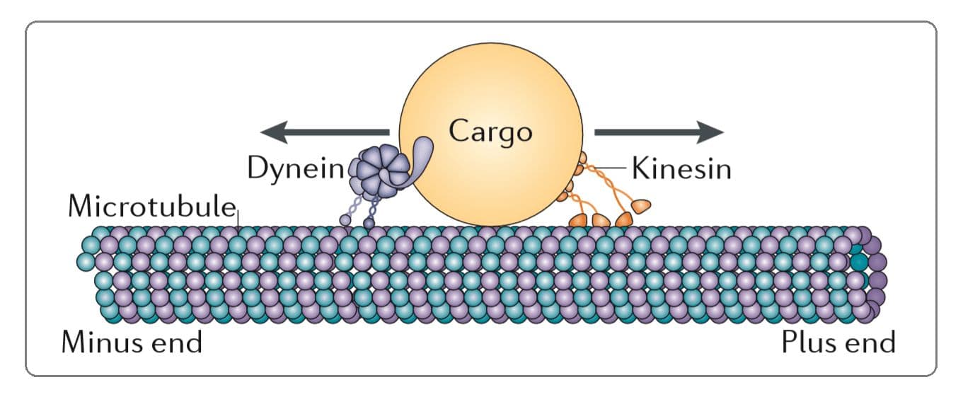 Motor proteins have catalytic activity, acting as ATPases to power movement.