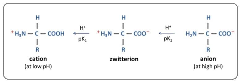 Amino acids are amphoteric; that is, they can accept or donate protons.