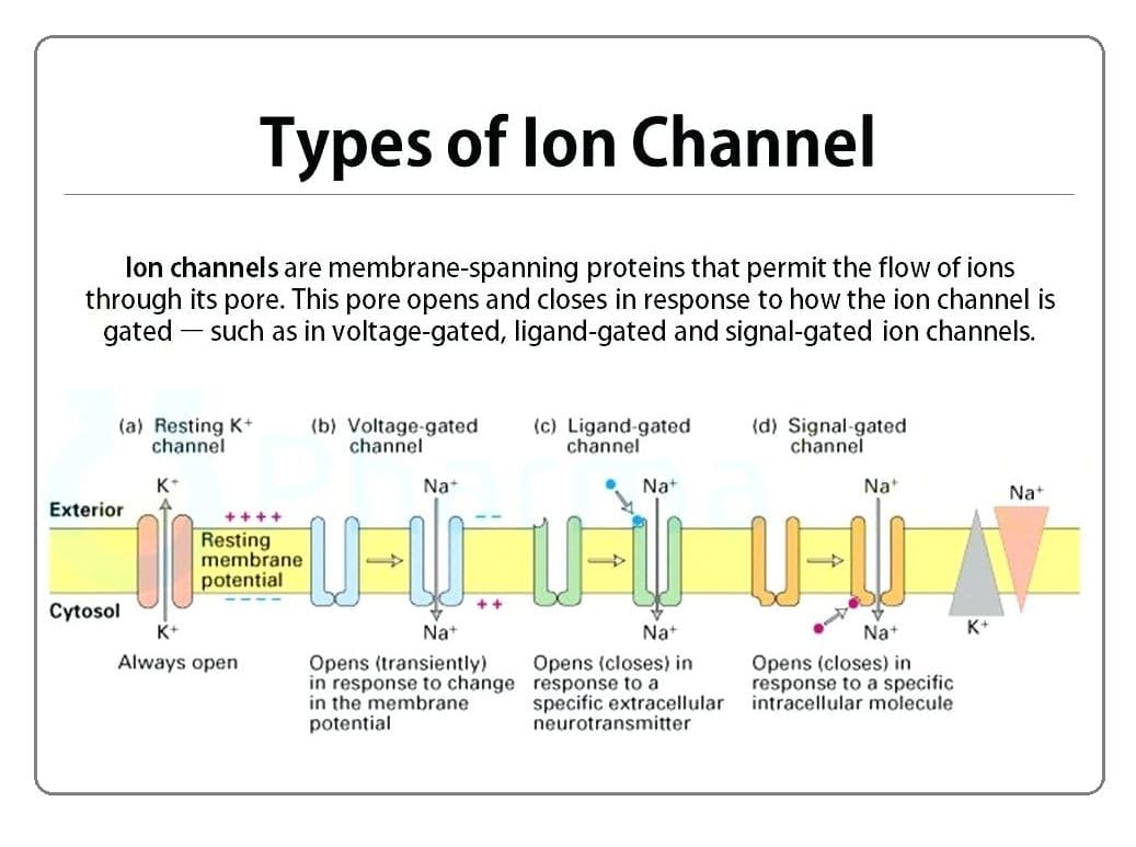Three main types of ion channels are ungated, ligand-gated, and voltage-gated channels.