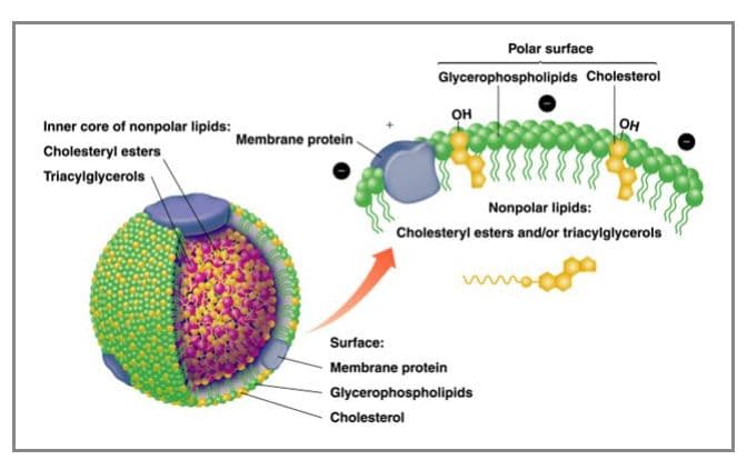 Glycerophospholipids can produce a hydrophilic surface layer on lipoproteins.