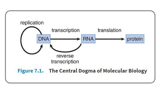The central dogma states that DNA is transcribed to RNA, which is translated to protein.