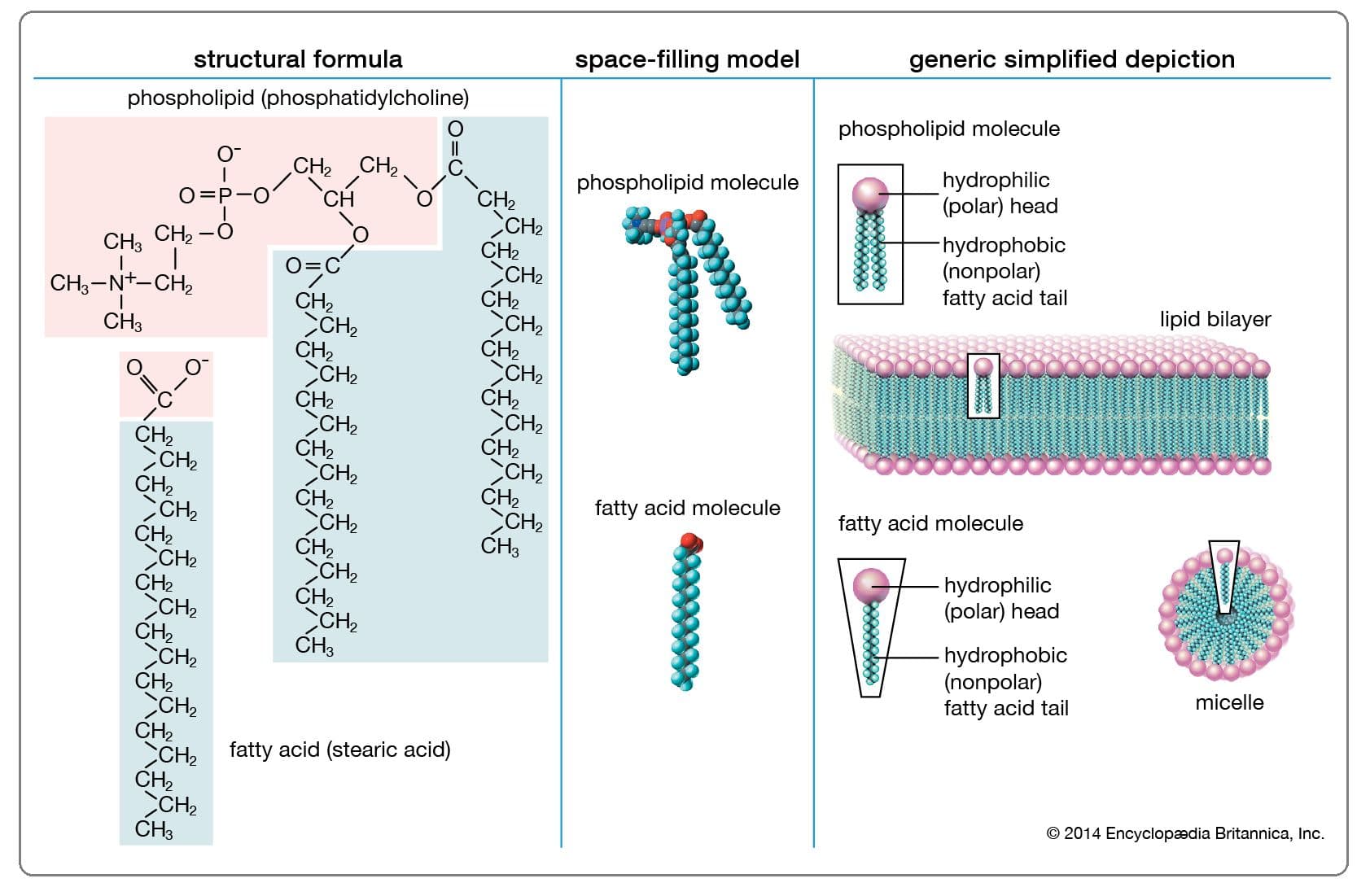 Lipids are insoluble in water and soluble in nonpolar organic solvents.