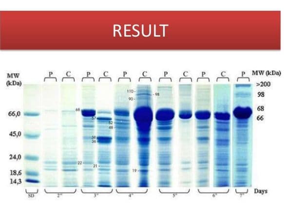 Native PAGE results are difficult to compare because the mass-to-charge ratio differs for each protein.