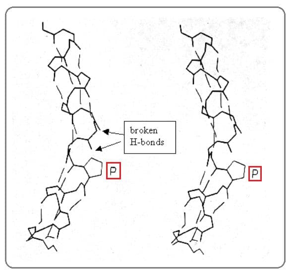 Proline can interrupt secondary structure because of its rigid cyclic structure.