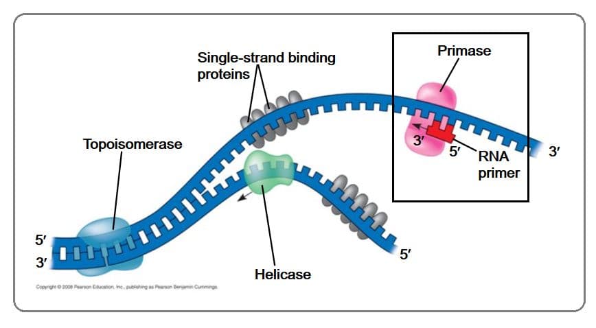DNA cannot be synthesized without an adjacent nucleotide to hook onto, so a small RNA primer is put down by primase.