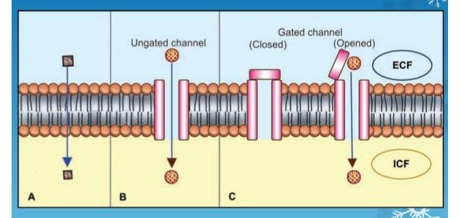 Ungated ion channels are always open.