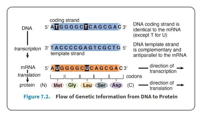 mRNA is synthesized from one of the two nucleotide strands of DNA called the template strand .