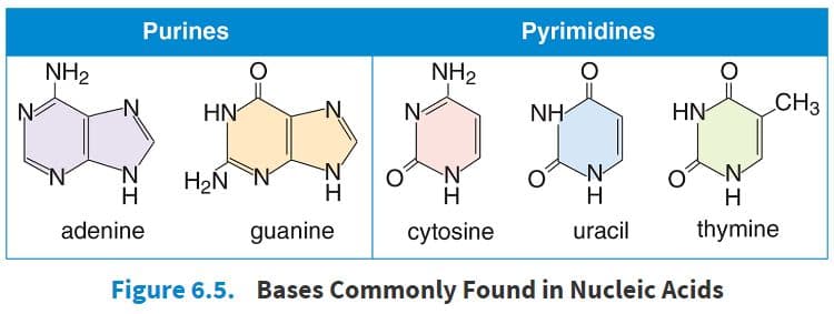 There are two families of nitrogen-containing bases found in nucleotides: purines and pyrimidines.