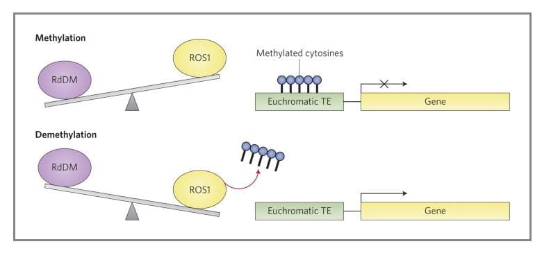 DNA methylases add methyl groups to cytosine and adenine nucleotides.