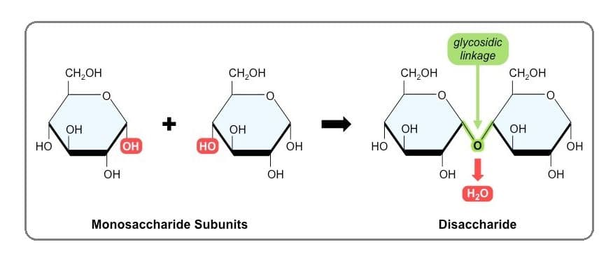 Disaccharides form as result of glycosidic bonding between two monosaccharide subunits