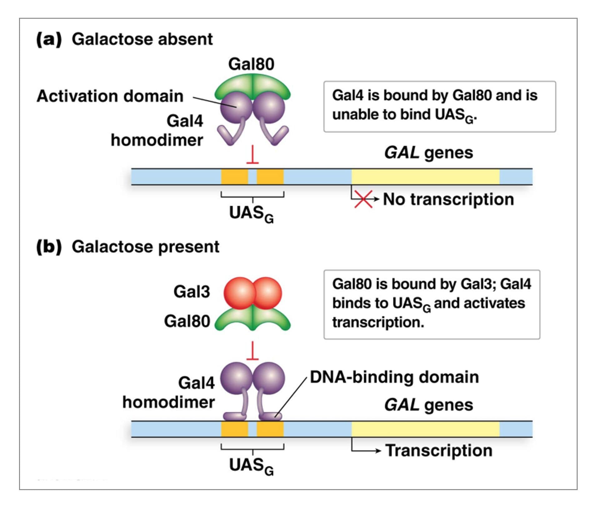 The DNA-binding domain binds to a specific nucleotide sequence in the promoter region or to a DNA response element .