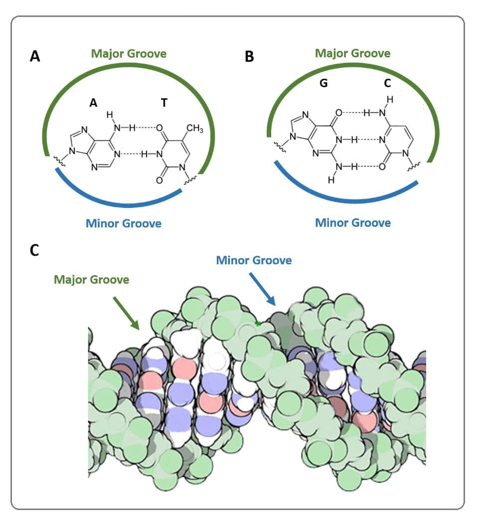 Major and minor grooves are often the site of protein binding.