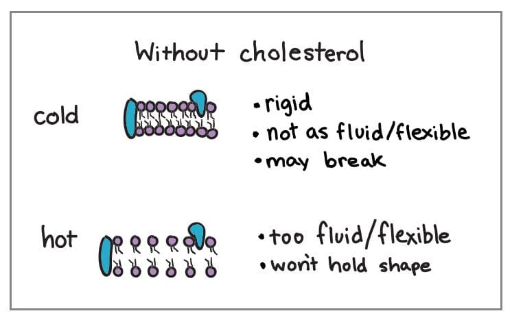 At high temperatures, cholesterol limits movement of phospholipids within the bilayer, decreasing fluidity.