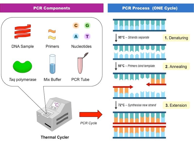 pcr components med: Polymerase chain reaction (PCR) is an automated process by which millions of copies of a DNA sequence can be created fr…