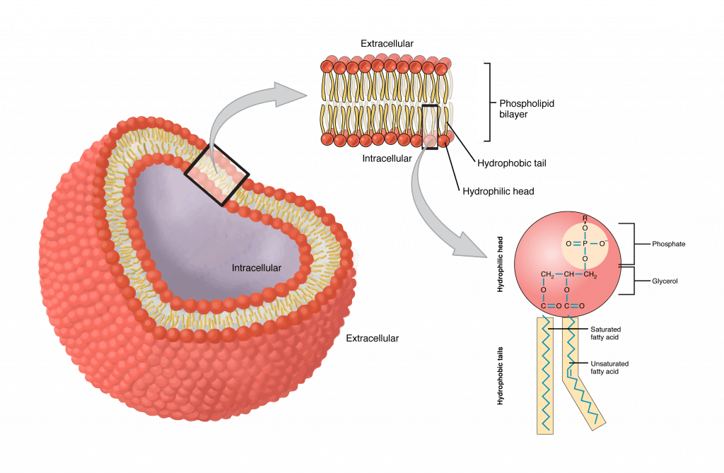 phospholipid1 1024x669: Phospholipids contain a hydrophilic (polar) head group and hydrophobic (nonpolar) tails.