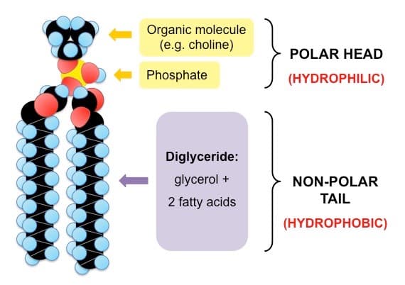 phospholipid med: The phosphoglycerides is polar at the phosphate end and nonpolar at the fatty acid end.