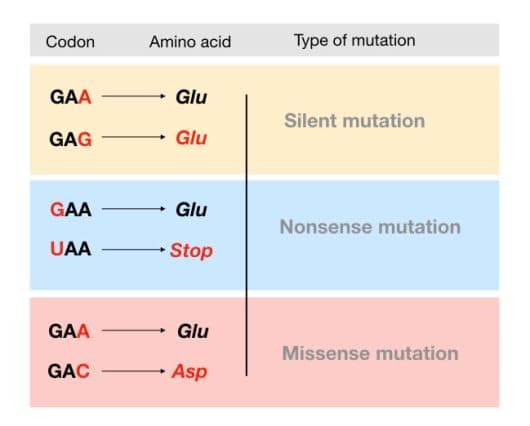 Missense mutations that produce a codon that codes for a different amino acid.