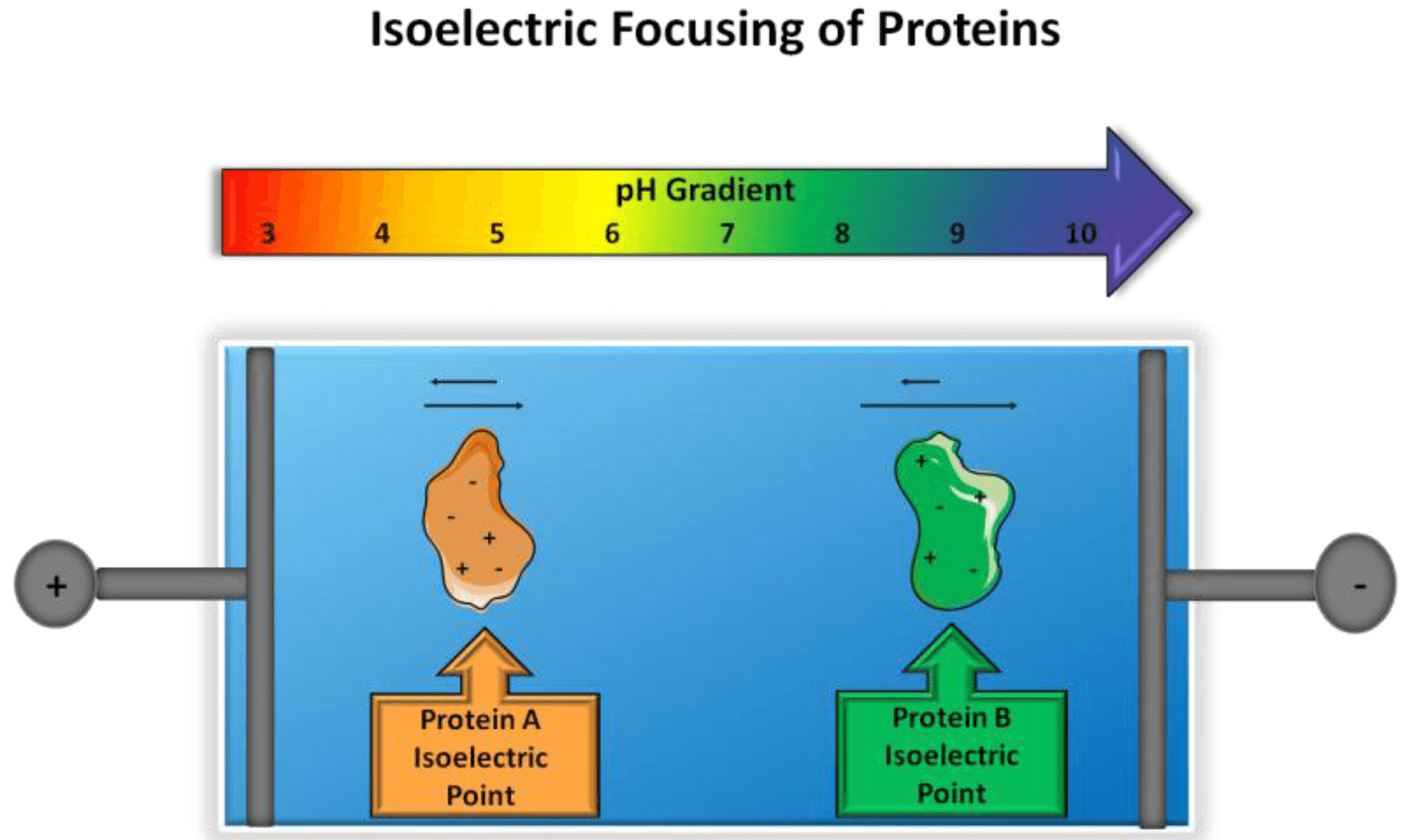 proteomes 05 00004 g001: Isoelectric focusing separates proteins by their isoelectric point (pI).