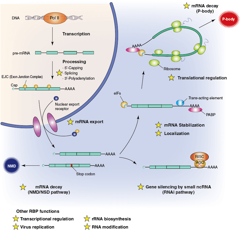 qualitycontrol v002: mRNA may undergo a host of posttranscriptional modifications prior to its release from the nucleus.