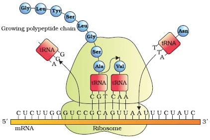 tRNA: Transfer RNA brings amino acids to the ribosome and recognizes the codon on the mRNA using its own anticodon