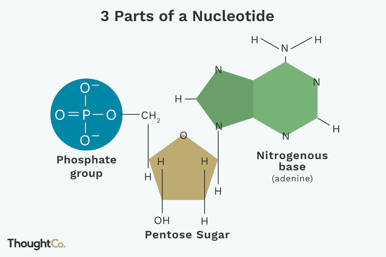 Nucleotides are formed by the addition of one or more phosphate groups to a nucleoside.