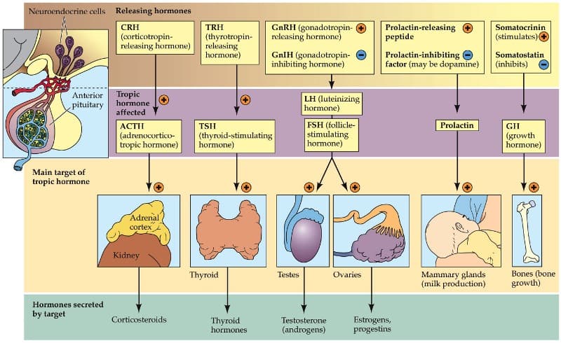 Prolactin-inhibiting factor (PIF) aka Dopamine released by the hypothalamus causes a decrease in prolactin secretion.