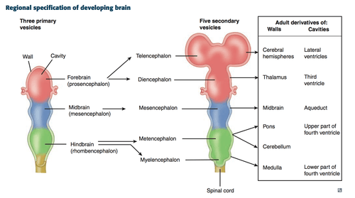 Cephalization is a nervous system-like structure with a concentration of nerve tissue at one end.