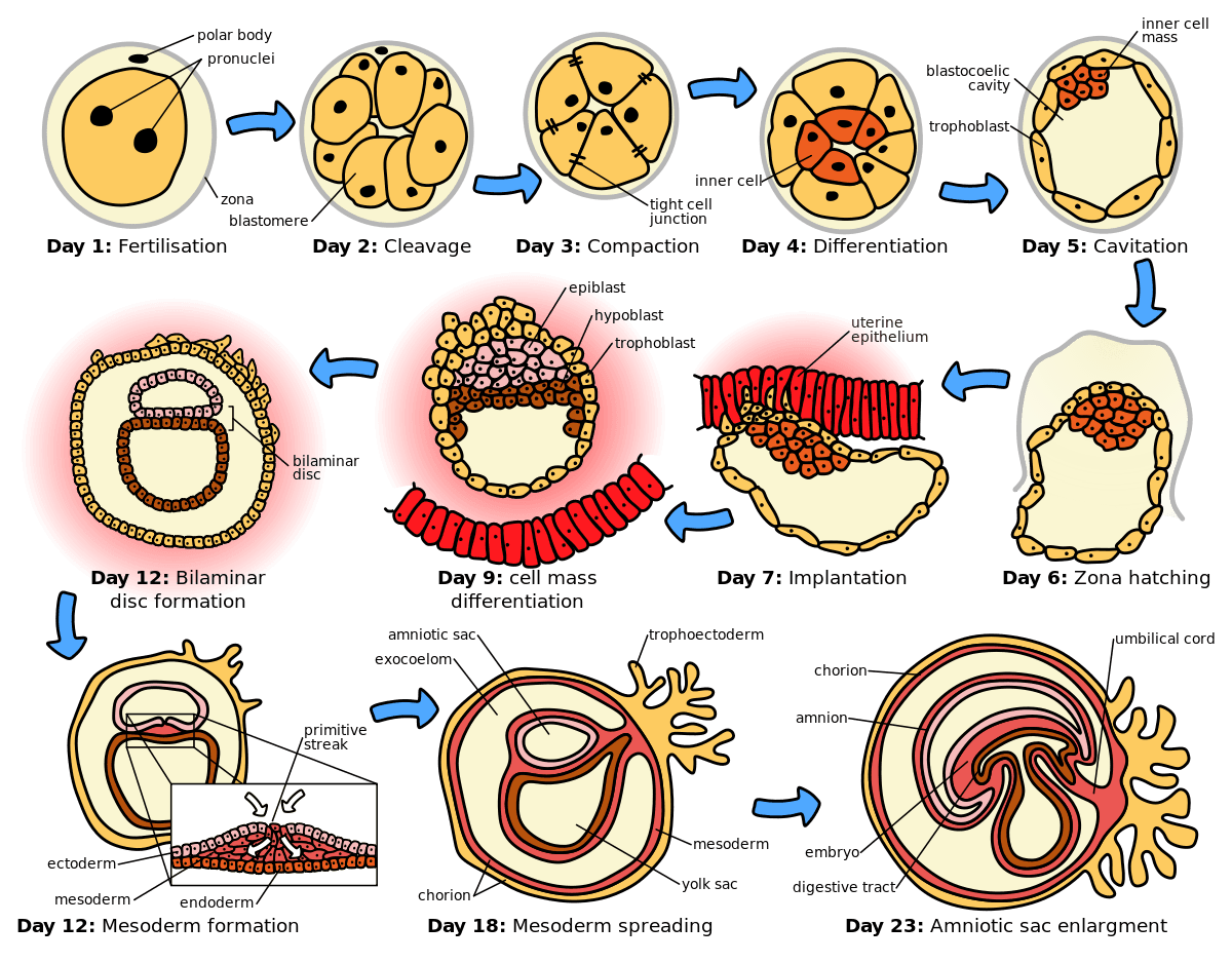 1200px HumanEmbryogenesis.svg: Ontogeny stands for "development."