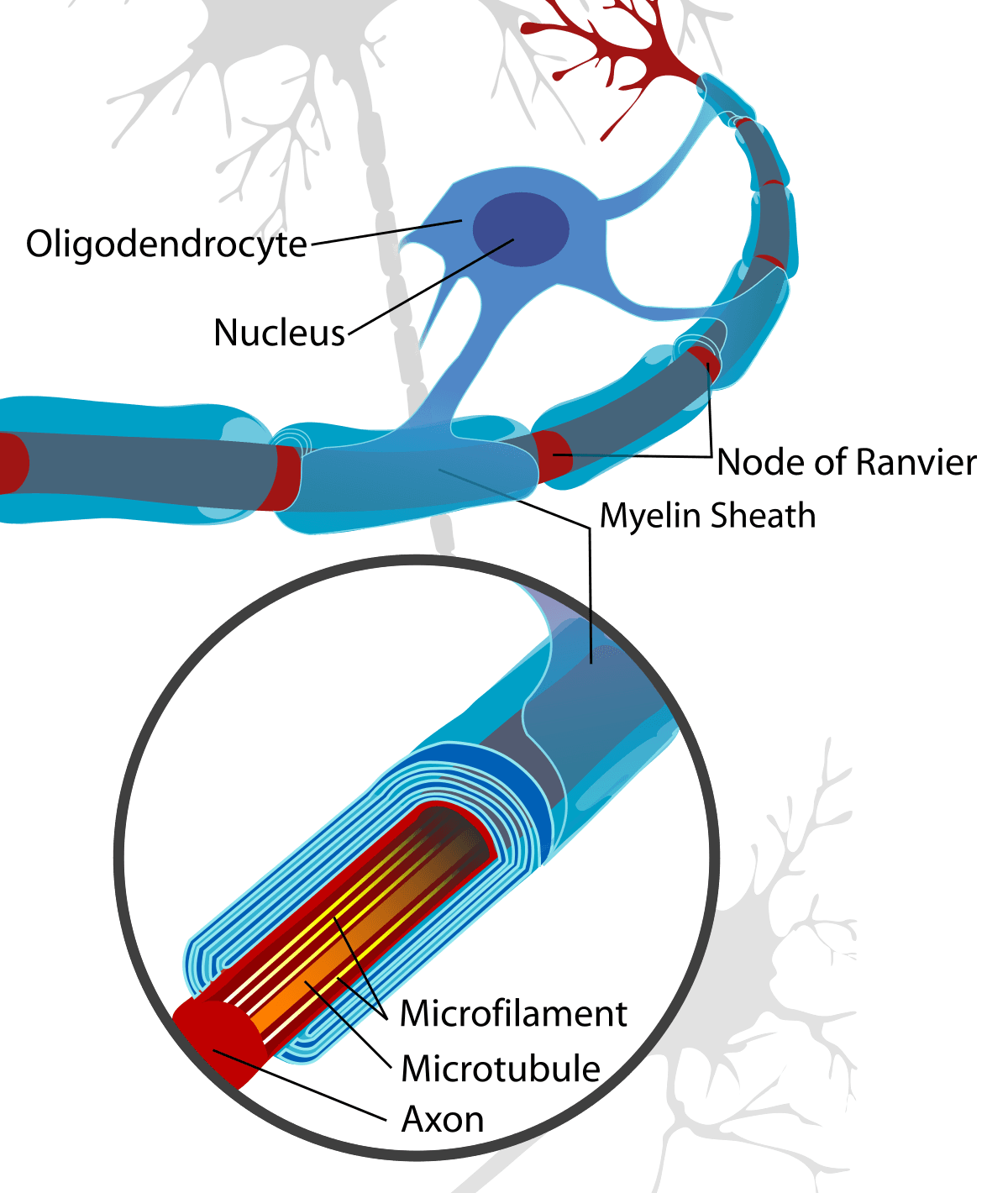 1200px Neuron with oligodendrocyte and myelin sheath.svg: Myelin is created by oligodendrocytes in the central nervous system.
