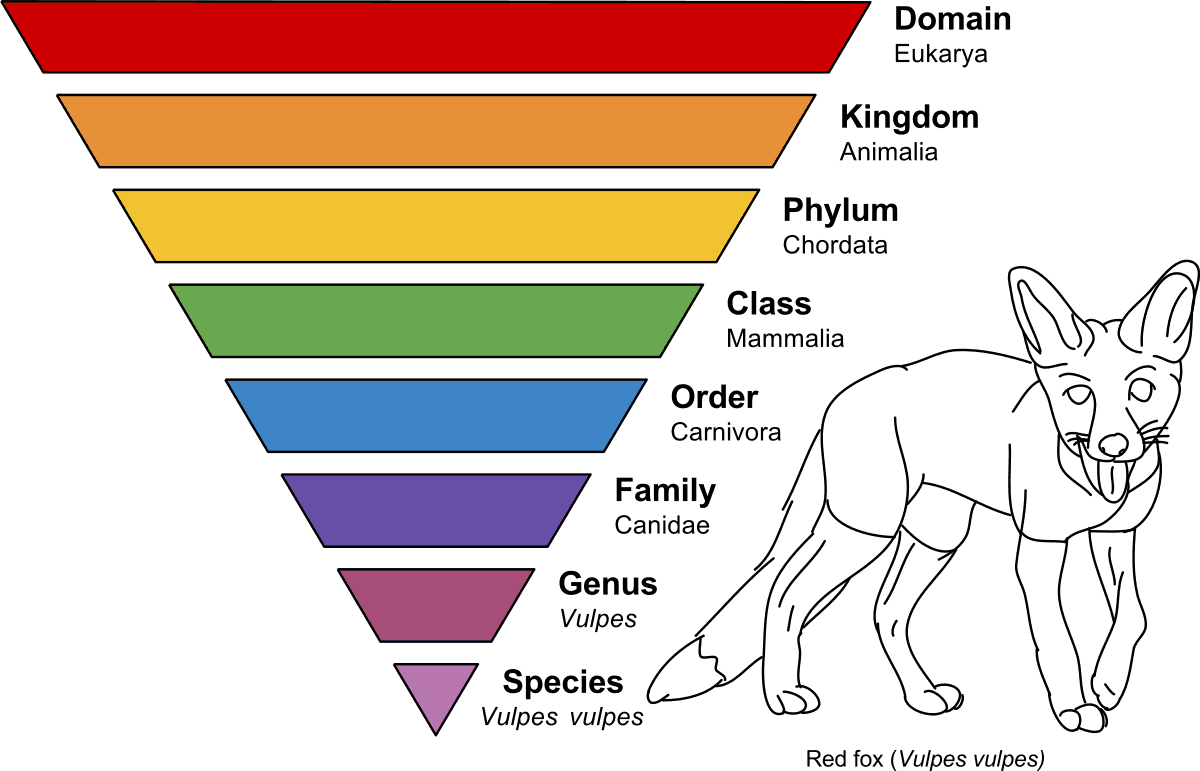 1200px Taxonomic Rank Graph.svg: All mammals belong to the class Mammalia and the phylum Chordata.