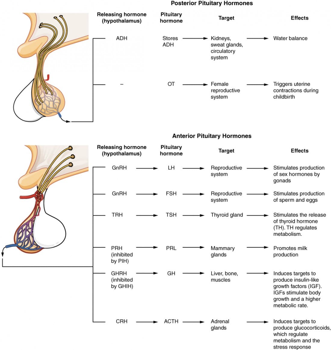 1810 Major Pituitary Hormones: Antidiuretic hormone (ADH, also called vasopressin) increases reabsorption of water in the collecting ducts of the kidn…