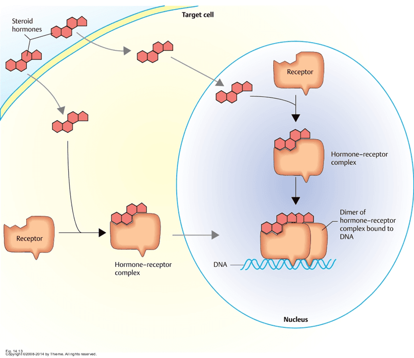 One common form of conformational change steroid homrone-receptor complexes undergo is dimerization, aka pairing of two…