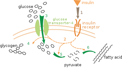 400px Insulin glucose metabolism ZP.svg: Direct hormones are secreted and then act directly on a target tissue.