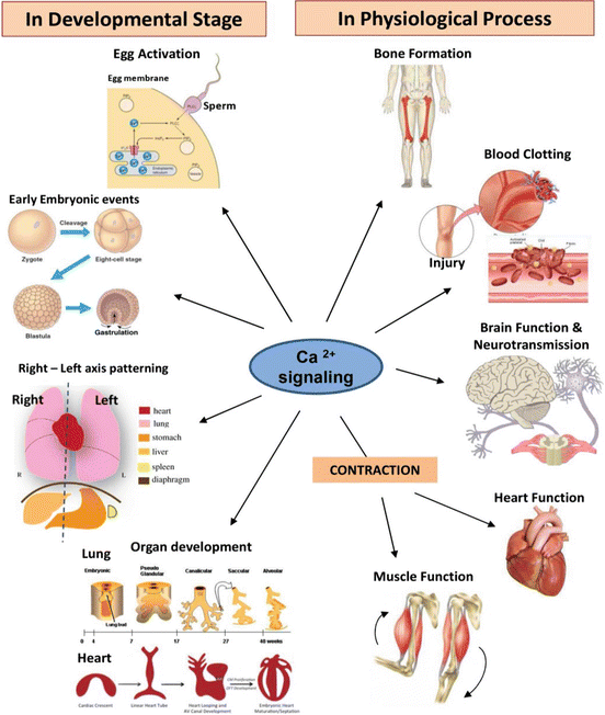 The critically important functions of calcium include: - Bone structure and strength - Release of neurotransmitters fro…