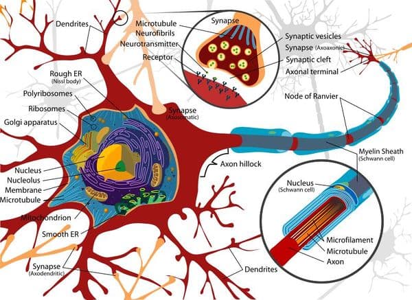 600px Neurondiagram: The cell body or soma is the location of the neuron's nucleus as well as other organelles.