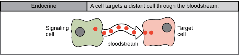 Endocrine signaling involves the secretion of hormones directly into the bloodstream.