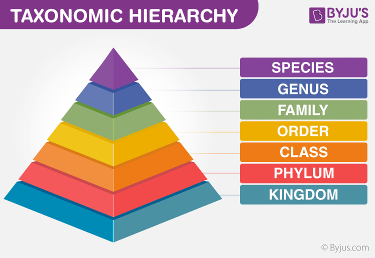 In biology, taxonomy is the organization of the naming system for living organisms.