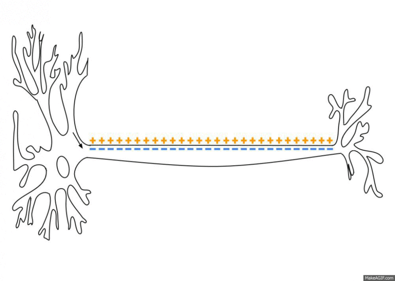 800px Action Potential: The impulse propagates down the length of the axon because the influx of sodium in one segment of the axon brings the s…