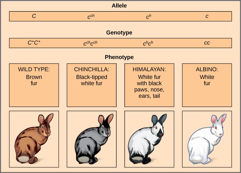 Figure 12 02: An allele is one form of a gene.