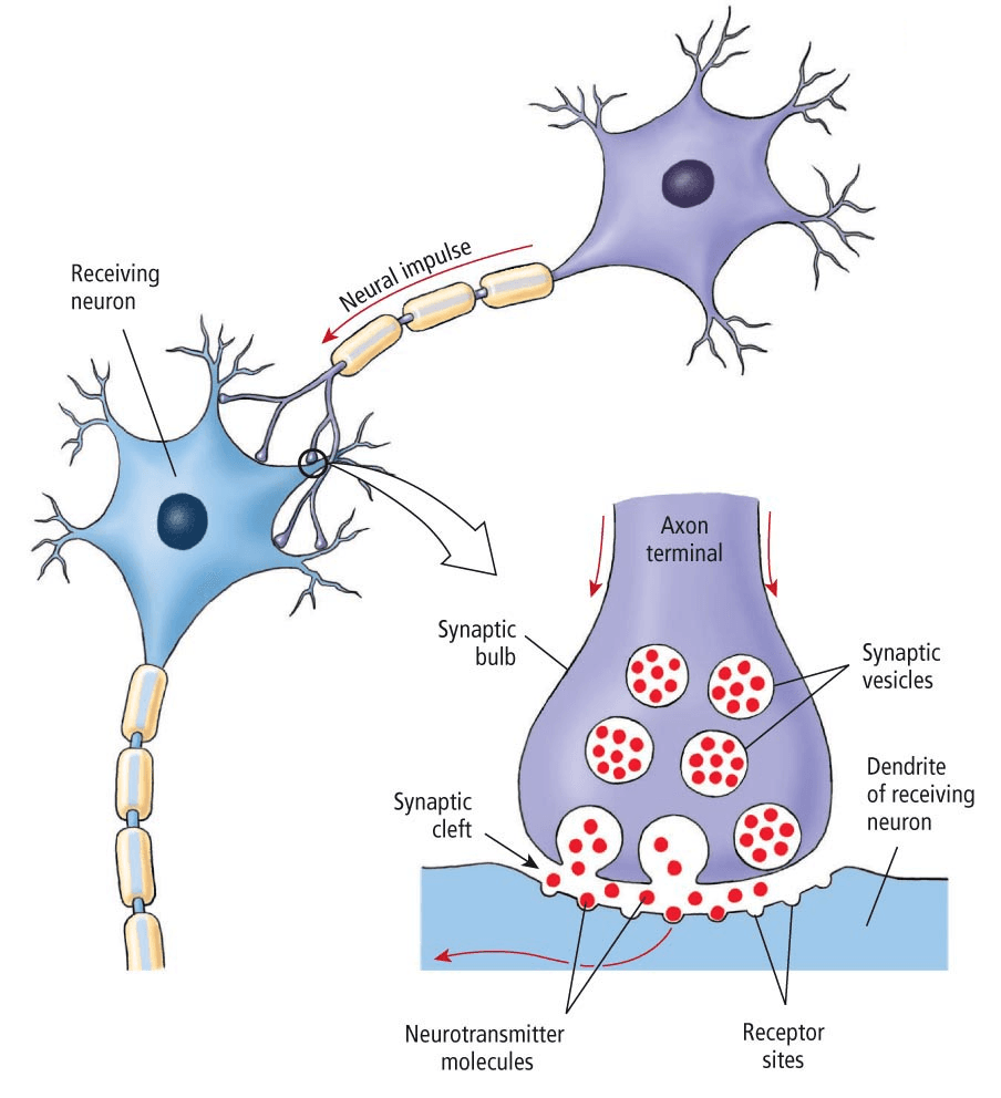 The synapse consists of the nerve terminal of the presynaptic neuron, the membrane of the postsynaptic cell, and the sp…