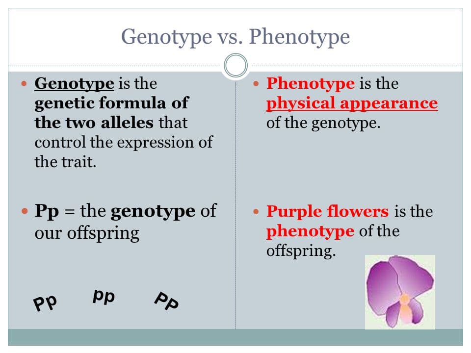 Any particular trait has both a genotype and a phenotype.