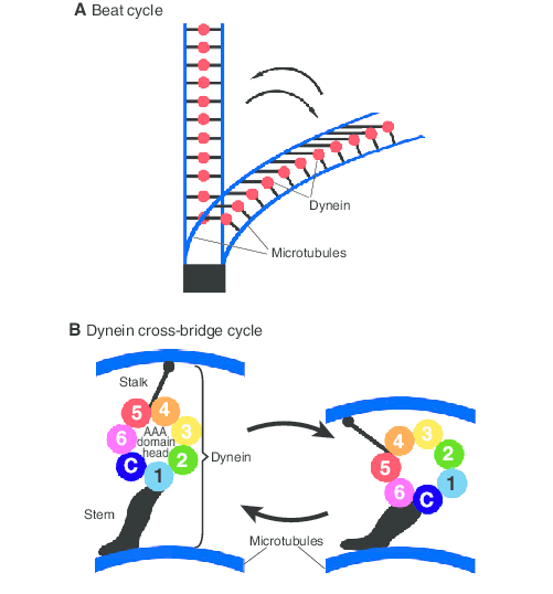 Cross bridges made from the protein dynein connect each outer pair of microtubules to its neighbor.
