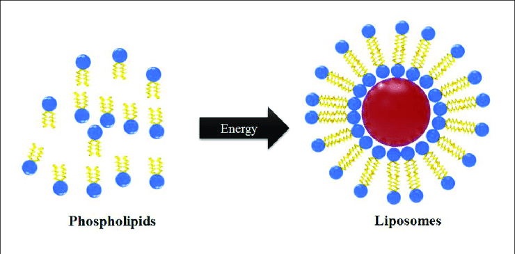 Mechanism of liposome particle formation: If enough phospholipids are present in a solution that is subjected to ultrasonic vibrations, liposomes may form.