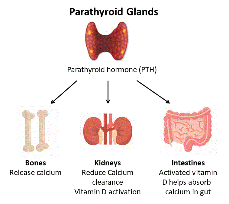 PTH hormones: Parathyroid hormone raises blood calcium levels; specifically, it decreases excretion of calcium by the kidneys, increa…