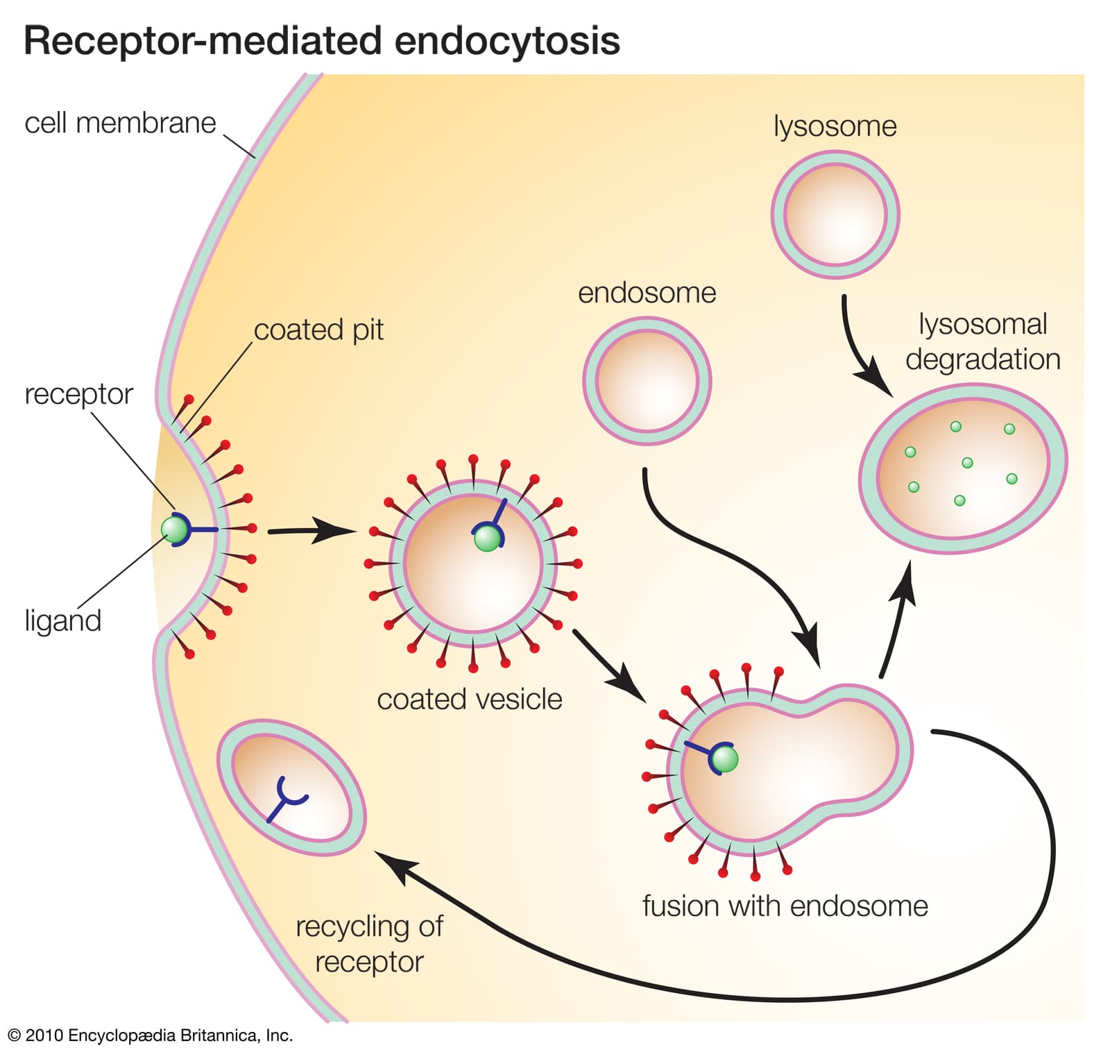 Lysosomes fuse with endocytotic vesicles, to digest their contents.