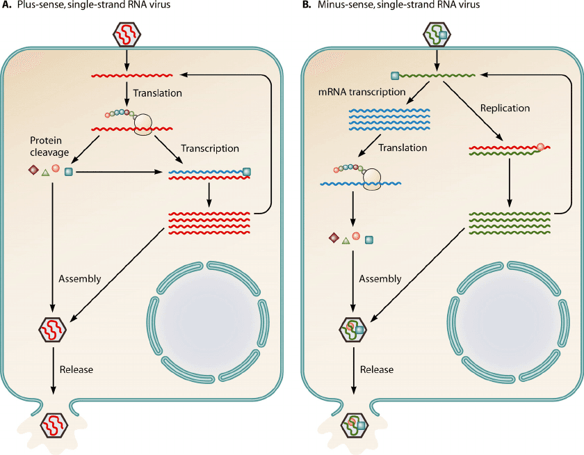 If a virus carries Negative Strand RNA, it must undergo one replication by RdRP to form Plus Strand RNA in order to cod…
