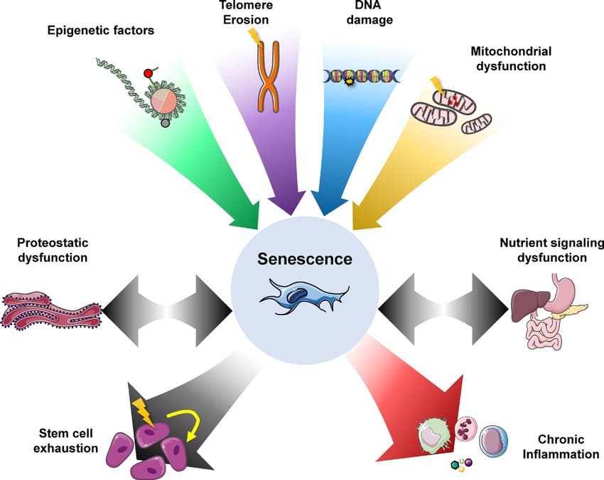 Senescence is the result of multiple molecular and metabolic processes, most notably, the shortening of telomeres durin…