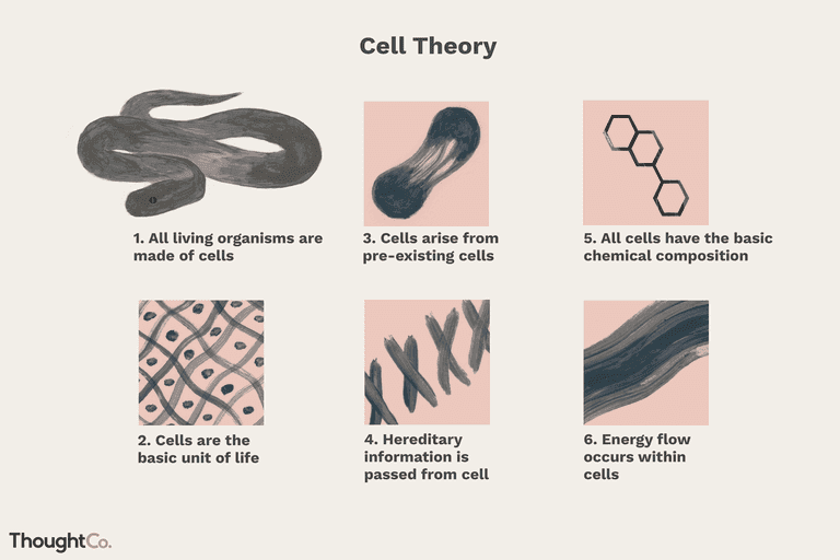 As described by cell theory, the cell is the smallest basic unit of life and is shared by all living things; furthermor…